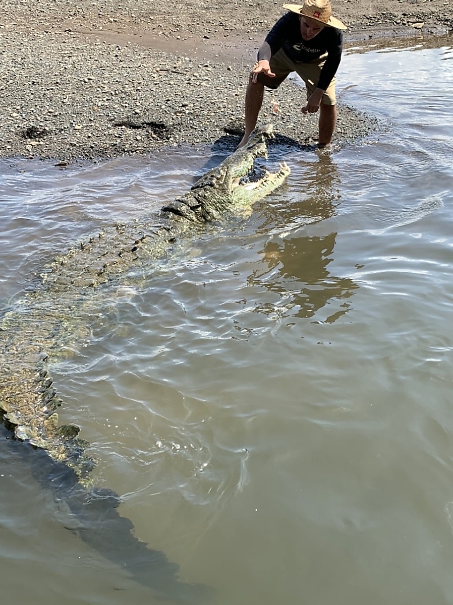 Boat driver feeding large crocodile on Jose's Crocodile River Tour in Costa Rica