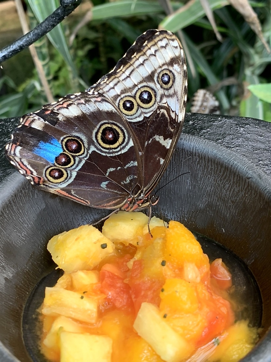 Up close picture of butterfly at La Paz Waterfall Gardens