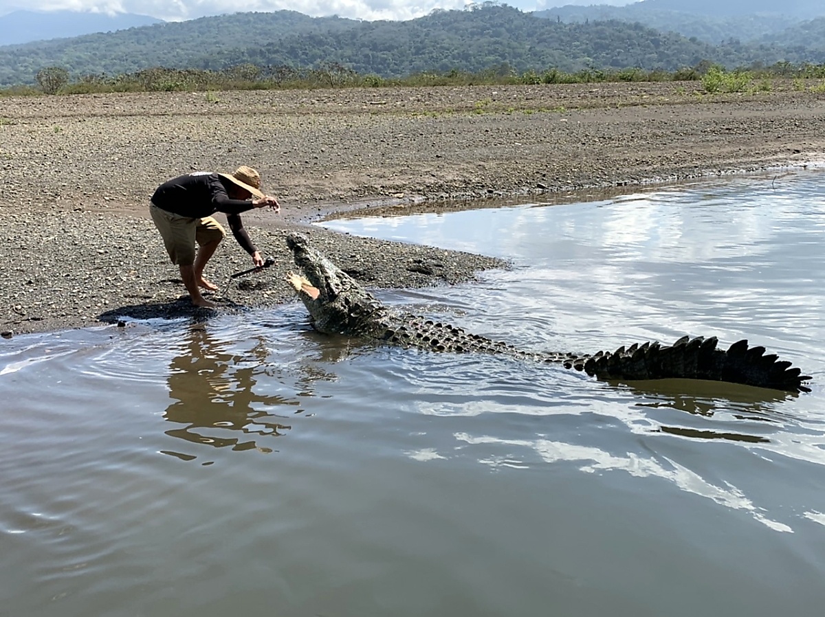 Boat driver feeding large crocodile on Jose's Crocodile River Tour in Tarcoles Costa Rica