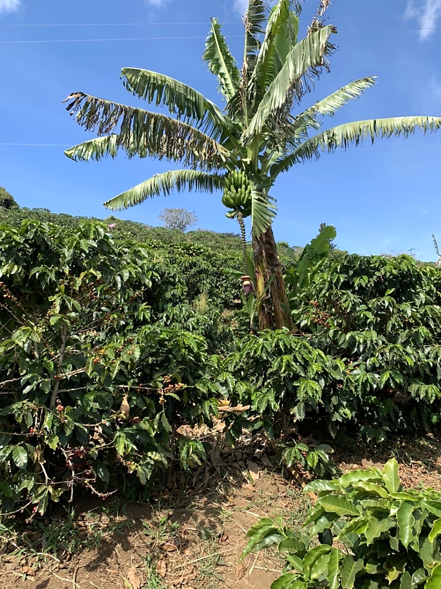 Coffee fields at Starbuck's Hacienda Alsacia
