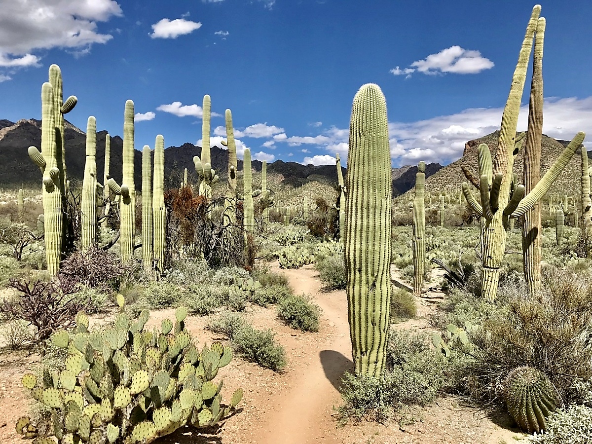 One of the Lower Trails just off the Sabino Canyon Visitors Center 