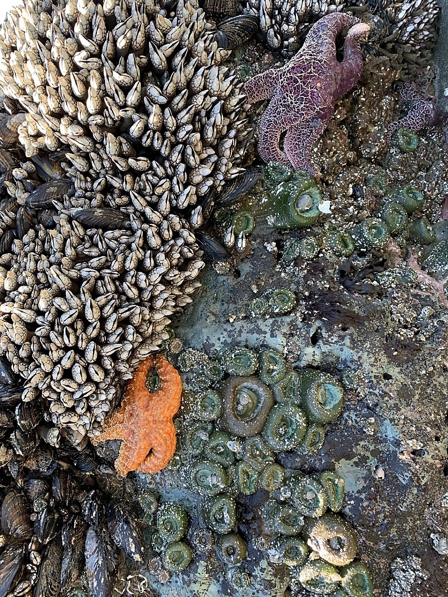 Tidal Pools on the Oregon Coast