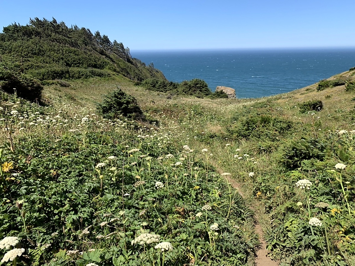 Trail through a cliff top meadow in Samuel Boardman Corridor on the southern Oregon Coast