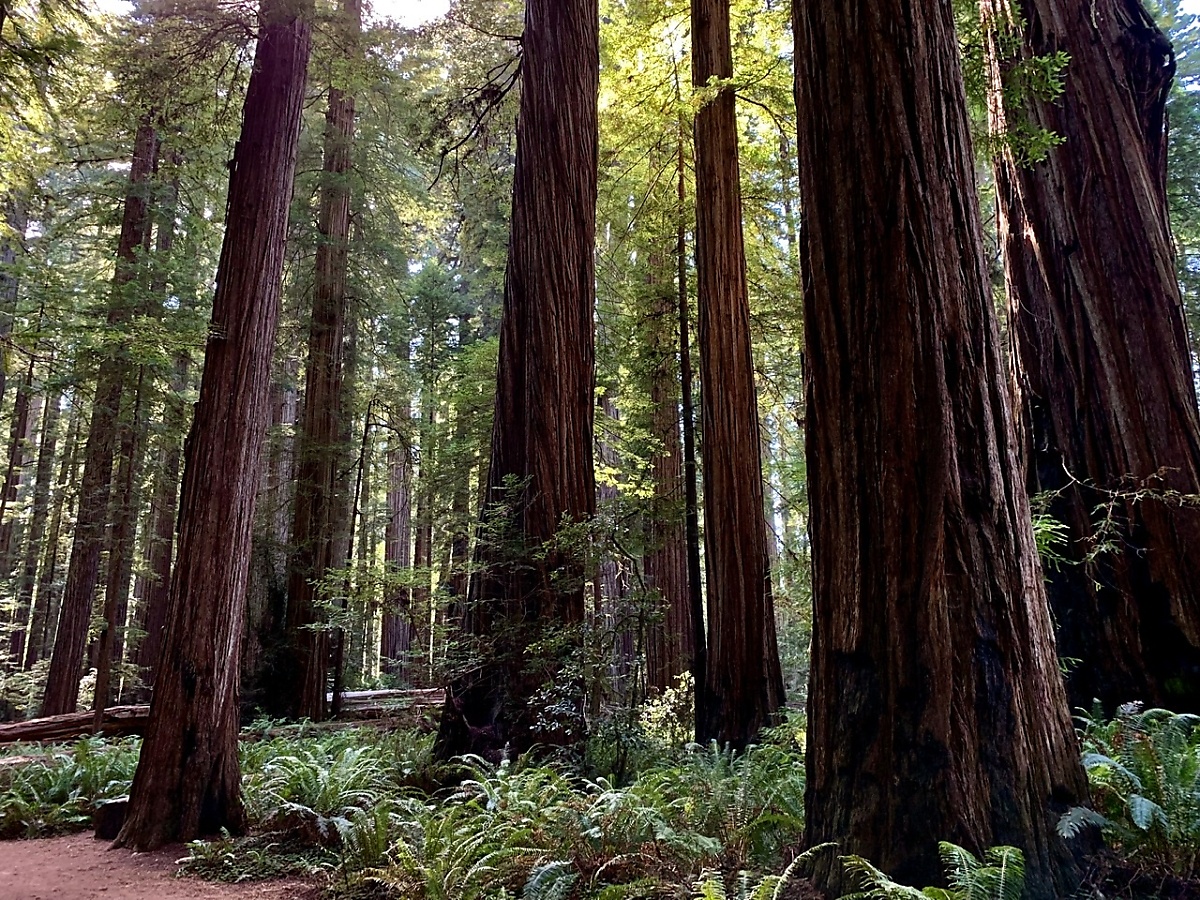 Stout Grove in the late afternoon