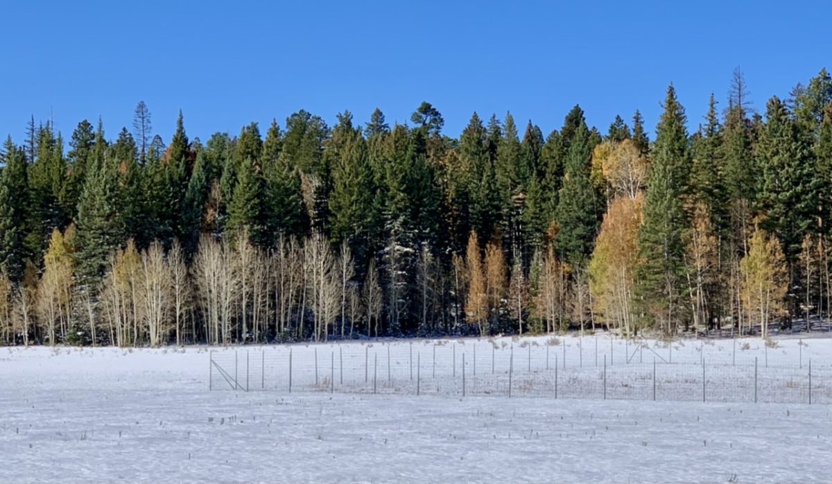 Fall colors and snow near the North Rim Grand Canyon