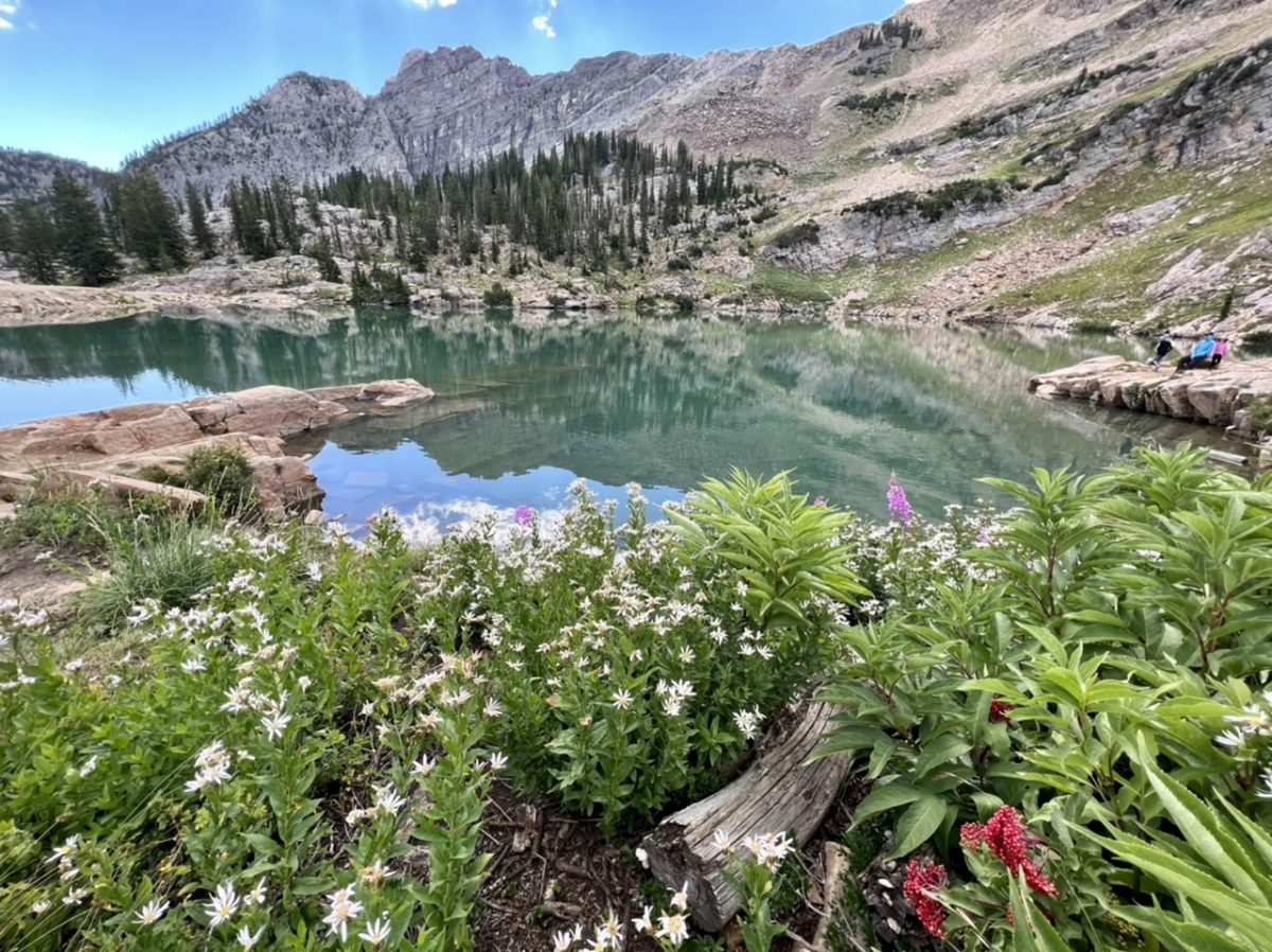 Cecret Lake above Alta Utah with wildflowers in the foreground