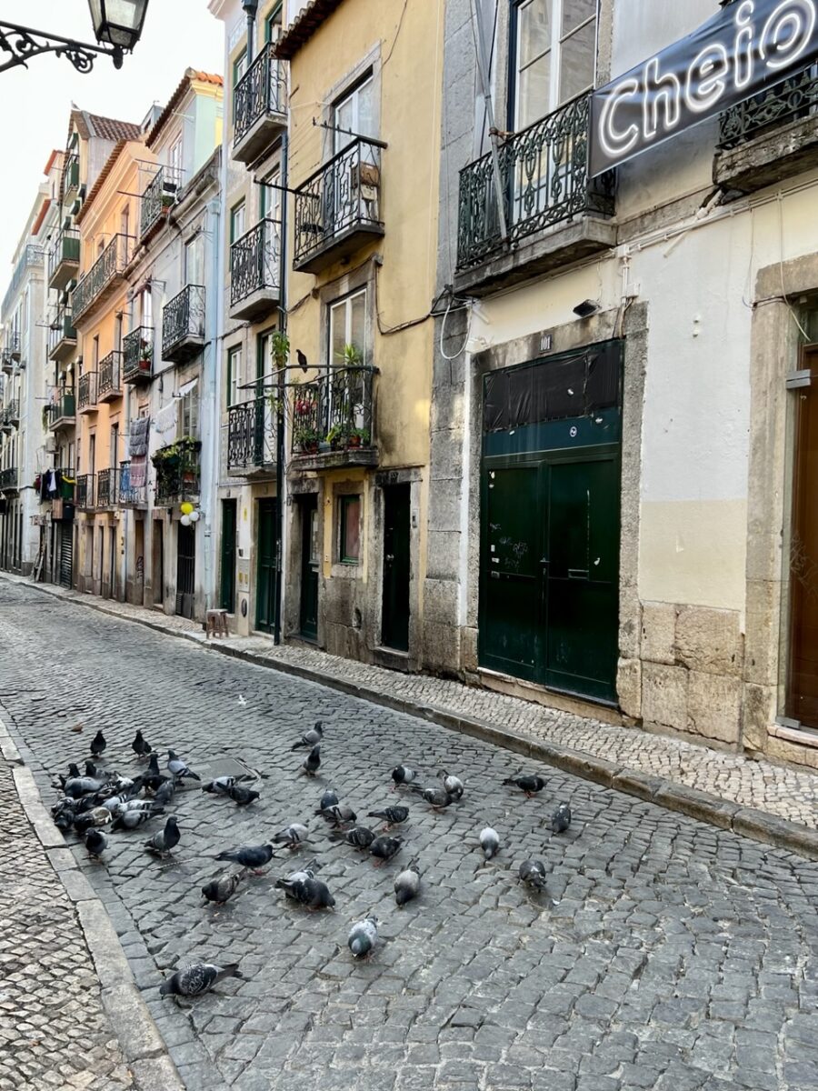 Pigeons in the streets of Barrio Alto in Lisbon Portugal