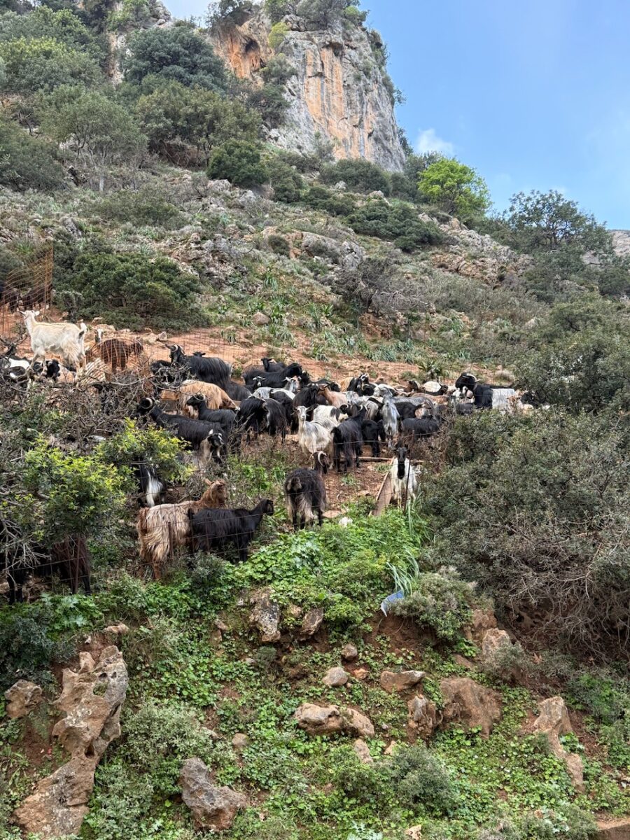 A herd of goats along the mountainside in Therisos Gorge in Crete
