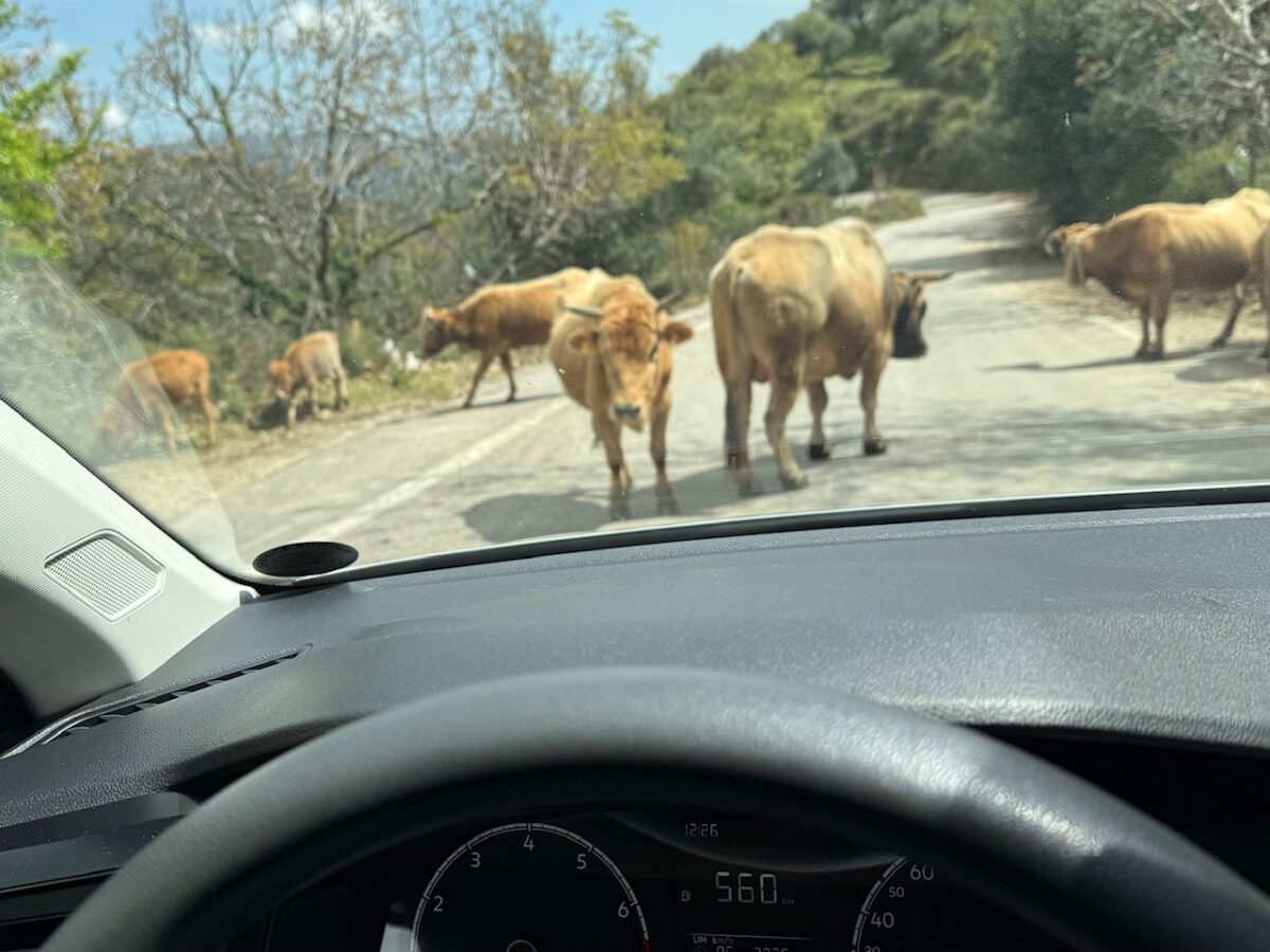 A cow stares down a driver on a back road in the Crete mountains