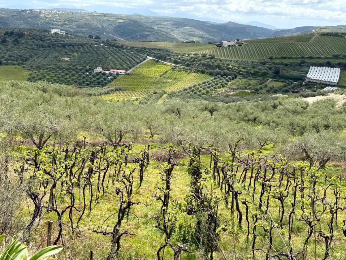 A vineyard and olive grove south of Heraklion Crete