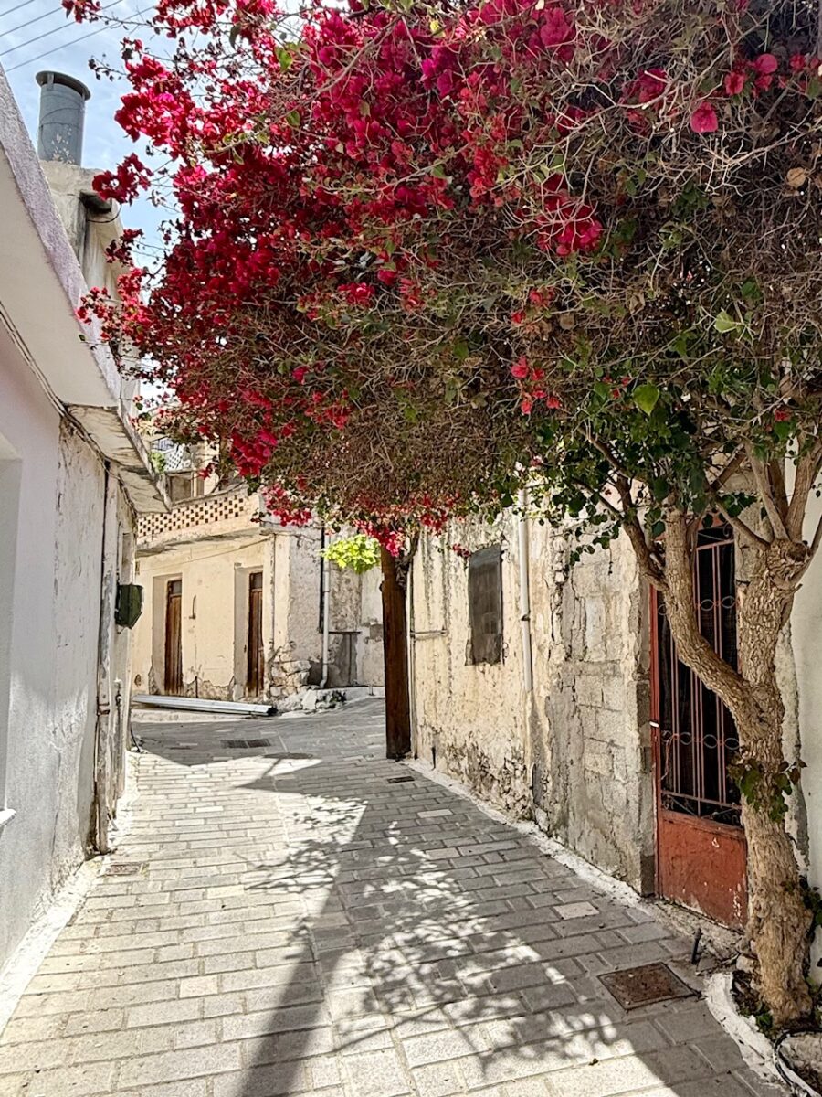 A red flowering tree overhangs a narrow alley in the village of Kritsa Crete