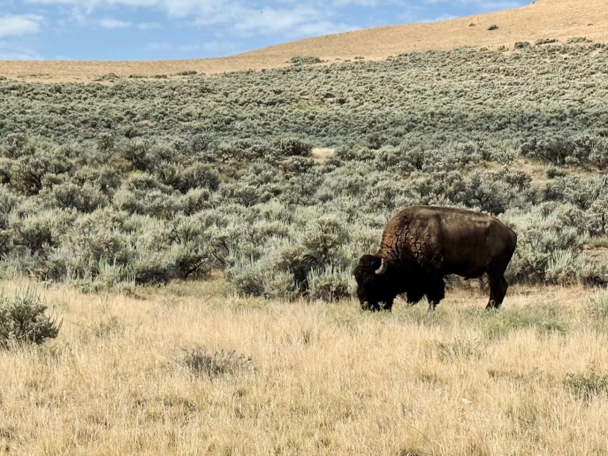 A lone grazing buffalo on Antelope Island in Utah