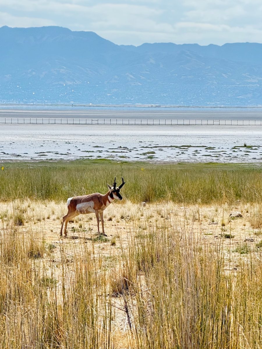 A pronghorn antelope on Antelope Island while on safari with Safari Utah