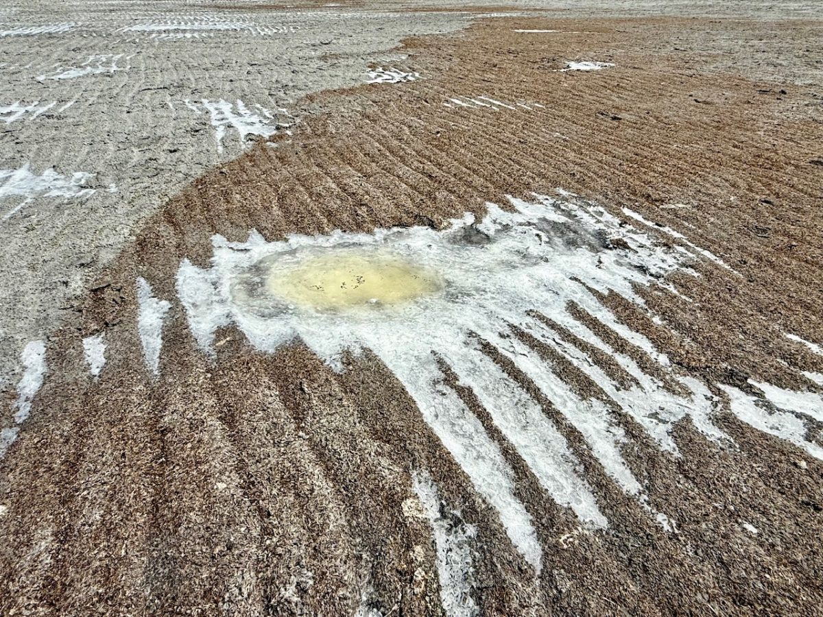 Large patches of salt crystals on the dry lake bed of the Great Salt Lake