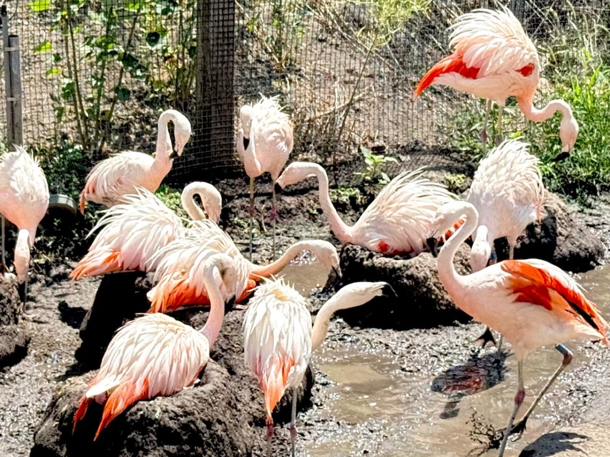 Chilean Flamingos at the Tracy Aviary in Salt Lake City