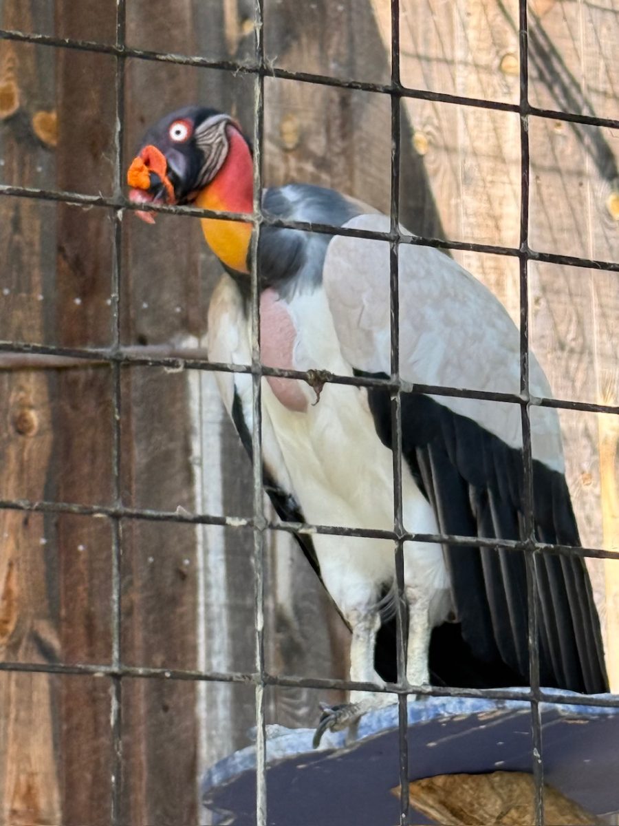 The King Vulture at the Tracy Aviary in Salt Lake City Utah